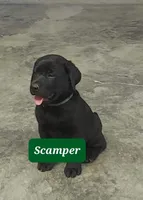 Scamper, a male Labrador Retriever for sale in Raphine, VA – 2 of 5