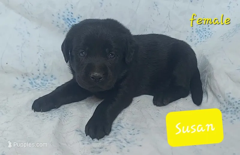 Susan – Labrador Retriever puppy for sale in Raphine, VA