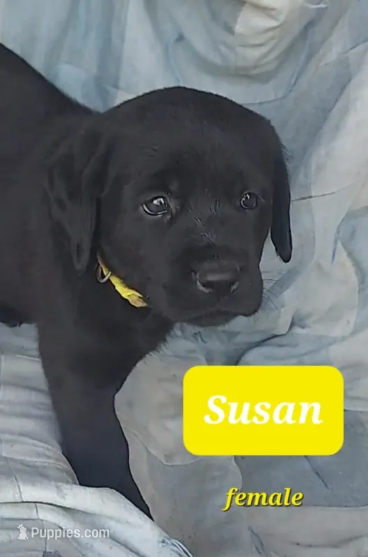 Susan – Labrador Retriever puppy for sale in Raphine, VA