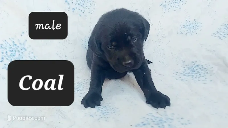 Coal – Labrador Retriever puppy for sale in Raphine, VA