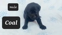 Coal, a male Labrador Retriever for sale in Raphine, VA – 1 of 1