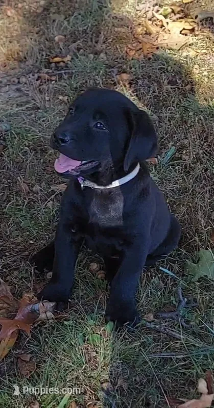 Lavender – Labrador Retriever puppy for sale in Raphine, VA