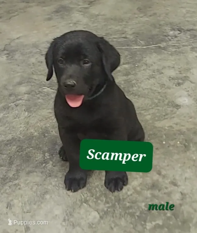 Scamper – Labrador Retriever puppy for sale in Raphine, VA