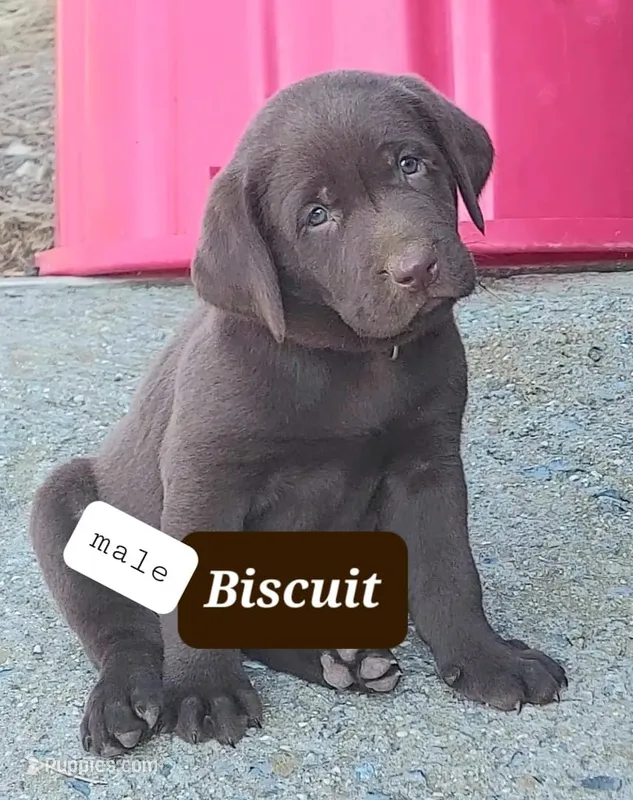 Biscuit  – Labrador Retriever puppy for sale in Raphine, VA