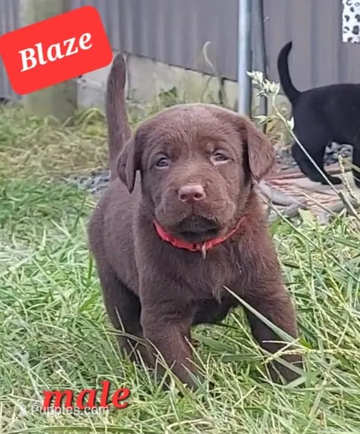 Blaze – Labrador Retriever puppy for sale in Raphine, VA
