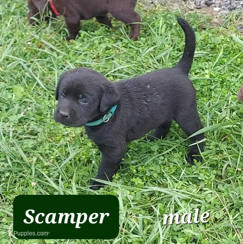 Scamper – Labrador Retriever puppy for sale in Raphine, VA