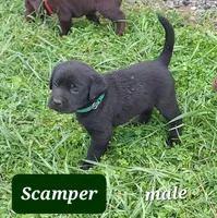 Scamper, a male Labrador Retriever for sale in Raphine, VA – 3 of 5