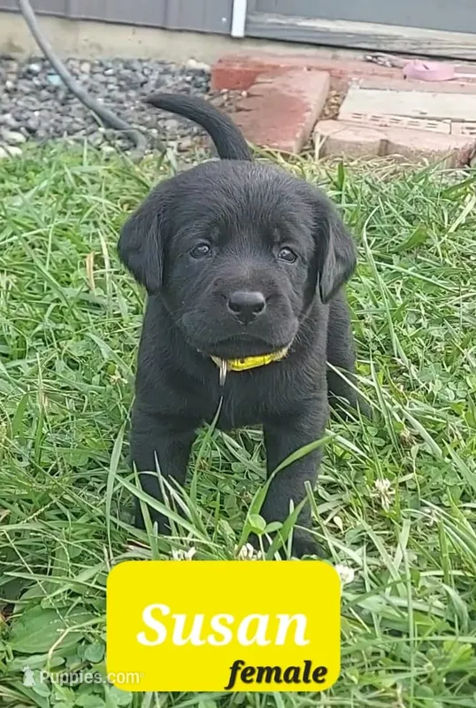 Susan – Labrador Retriever puppy for sale in Raphine, VA