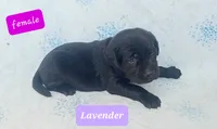 Lavender, a female Labrador Retriever for sale in Raphine, VA – 2 of 2