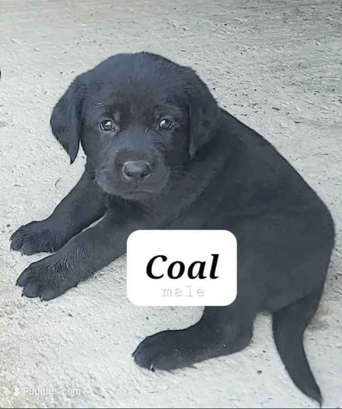 Coal – Labrador Retriever puppy for sale in Raphine, VA