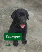 Scamper, a male Labrador Retriever for sale in Raphine, VA – 5 of 5