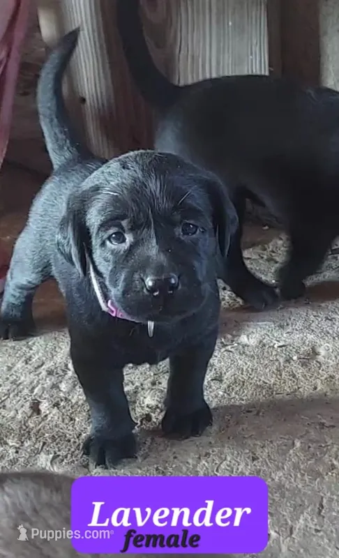 Lavender – Labrador Retriever puppy for sale in Raphine, VA