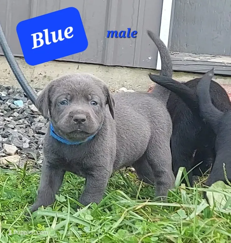 Blue – Labrador Retriever puppy for sale in Raphine, VA