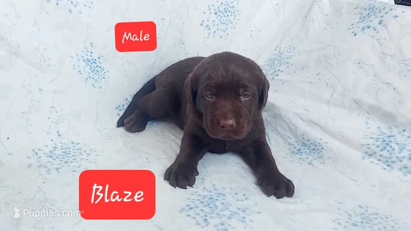 Blaze – Labrador Retriever puppy for sale in Raphine, VA