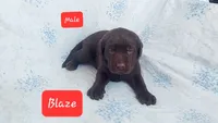 Blaze, a male Labrador Retriever for sale in Raphine, VA – 1 of 1