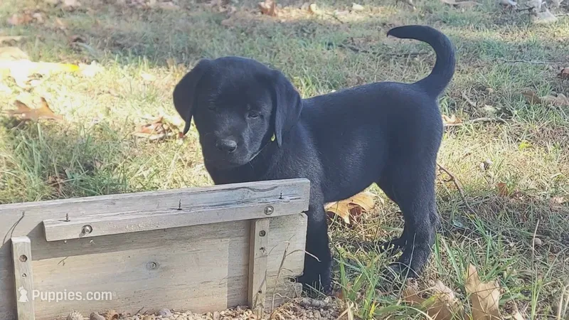 Susan – Labrador Retriever puppy for sale in Raphine, VA