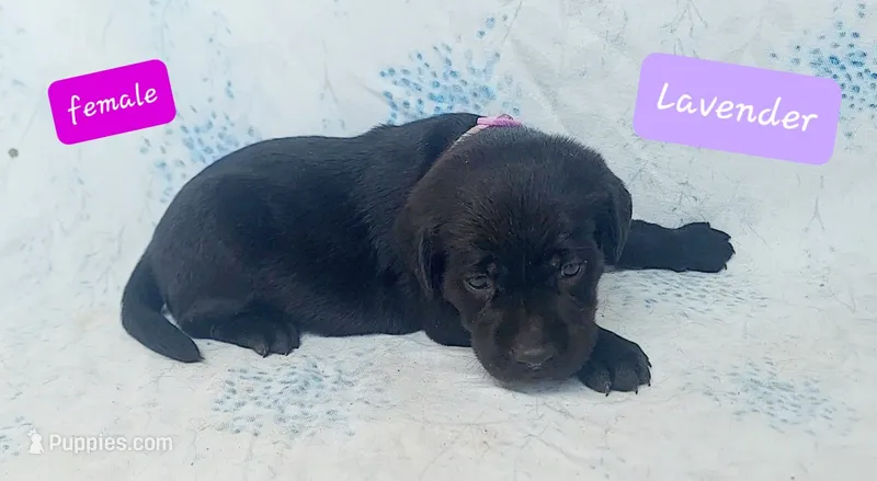 Lavender – Labrador Retriever puppy for sale in Raphine, VA