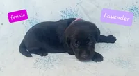 Lavender, a female Labrador Retriever for sale in Raphine, VA – 1 of 2