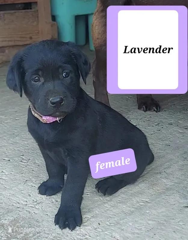 Lavender – Labrador Retriever puppy for sale in Raphine, VA