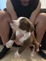 TARGET, a male Bull Terrier and Boxer for sale in Dade City, FL – Photo 5 of 5