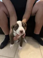 TARGET, a male Bull Terrier and Boxer for sale in Dade City, FL – Photo 2 of 5