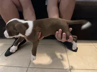 TARGET, a male Bull Terrier and Boxer for sale in Dade City, FL – Photo 3 of 5