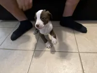 TARGET, a male Bull Terrier and Boxer for sale in Dade City, FL – Photo 4 of 5