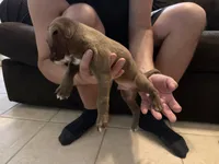 Scrappy, a female Bull Terrier for sale in Dade City, FL – Photo 5 of 5