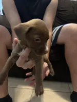 Scrappy, a female Bull Terrier for sale in Dade City, FL – Photo 3 of 5