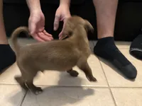 Scrappy, a female Bull Terrier for sale in Dade City, FL – Photo 2 of 5