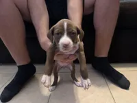 K-Mart, a female Bull Terrier and Boxer for sale in Dade City, FL – Photo 2 of 4