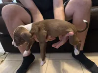 K-Mart, a female Bull Terrier and Boxer for sale in Dade City, FL – Photo 4 of 4