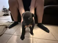 Tyson, a female Bull Terrier and Boxer for sale in Dade City, FL – Photo 3 of 4