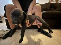 Tyson, a female Bull Terrier and Boxer for sale in Dade City, FL – Photo 1 of 4