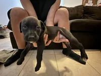 Tyson, a female Bull Terrier and Boxer for sale in Dade City, FL – Photo 2 of 4