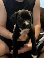 Bear, a male Bull Terrier and Boxer for sale in Dade City, FL – Photo 1 of 3
