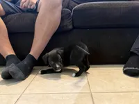 Bear, a male Bull Terrier and Boxer for sale in Dade City, FL – Photo 2 of 3