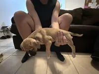 Scooby, a male Bull Terrier and Boxer for sale in Dade City, FL – Photo 2 of 2