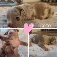 Cocoa, a female American Bully for sale in Cape Coral, FL – 2 of 2