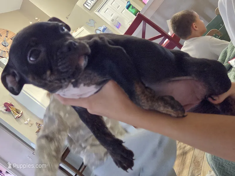 Bonnie – American Bully puppy for sale in Cape Coral, FL