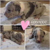 Penelope, a female American Bully for sale in Cape Coral, FL – 1 of 3