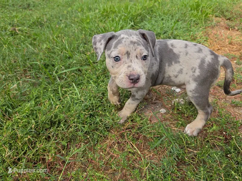 Caroline  – American Bully puppy for sale in Cape Coral, FL