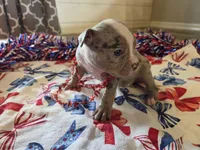 Penelope, a female American Bully for sale in Cape Coral, FL – 2 of 3