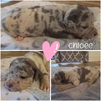 Chloee, a female American Bully for sale in Cape Coral, FL – 2 of 2