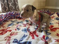Penelope, a female American Bully for sale in Cape Coral, FL – 3 of 3