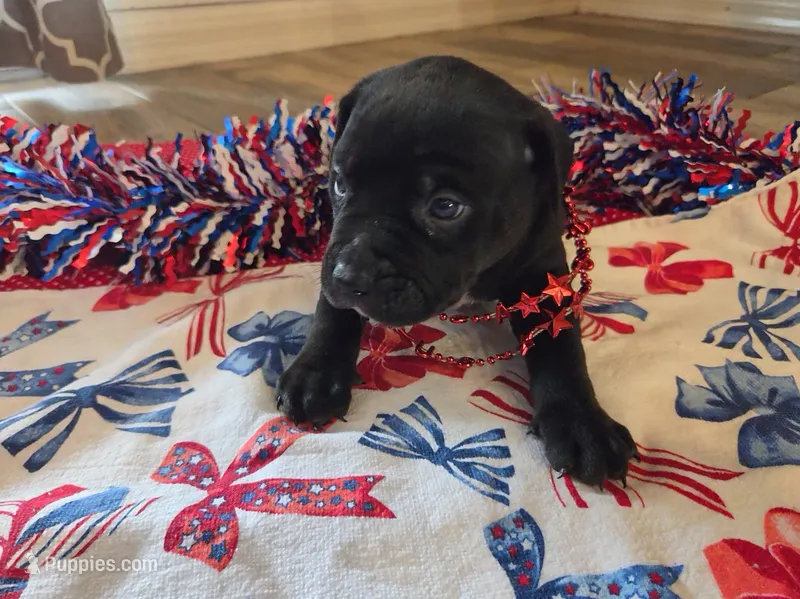 Damon – American Bully puppy for sale in Cape Coral, FL