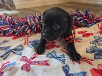 Damon, a male American Bully for sale in Cape Coral, FL – 1 of 3