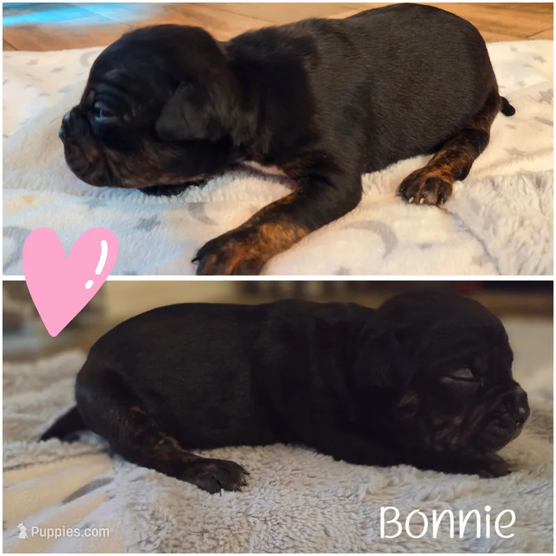 Bonnie – American Bully puppy for sale in Cape Coral, FL