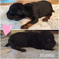 Bonnie, a female American Bully for sale in Cape Coral, FL – 1 of 3
