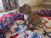 Klaus , a male American Bully for sale in Cape Coral, FL – 3 of 3